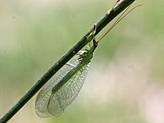 Green Lacewing
